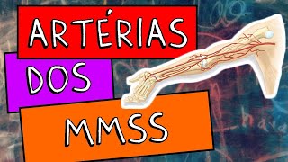 Artérias dos Membros superiores [upl. by Ocihc]