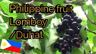 Harvesting Philippine Lomboy Fruit [upl. by Tingey135]