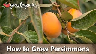 How To Grow Organic Persimmons [upl. by Yortal]