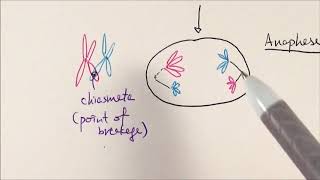 AS Biology  Meiosis OCR A Chapter 63 [upl. by Vareck]