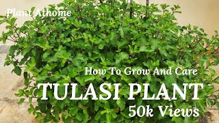 Simple Ways To Care Tulasi plant At Home  Tulasi Plant  Basil Plant  How to Care Tulsi Plant [upl. by Atnuahs4]