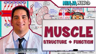 Musculoskeletal System  Muscle Structure and Function [upl. by Gnilyam]