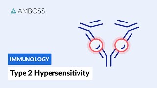 AntibodyDependent CellMediated Cytotoxicity Type II Hypersensitivity Reaction [upl. by Chappy]