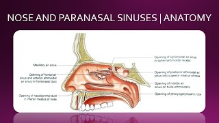 NOSE AND PARANASAL SINUSES  ANATOMY  SIMPLIFIED [upl. by Winnah]