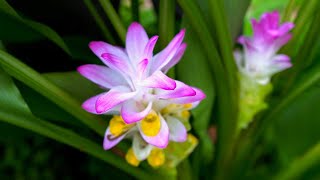 Turmeric Flowers are STUNNING We Grow A Whole Spectrum of Curcuma Varieties [upl. by Kurman]