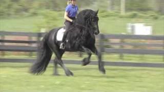 FRIESIAN STALLION quotLeave you Breathlessquot [upl. by Hoyt987]