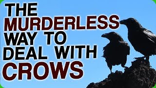 The Murderless Way To Deal With Crows How Birds Will Take Over the World [upl. by Monreal268]