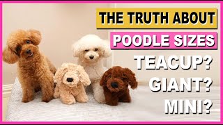 POODLE SIZES THE TRUTH ABOUT TEACUP amp GIANT POODLES The Poodle Mom [upl. by Gebler130]