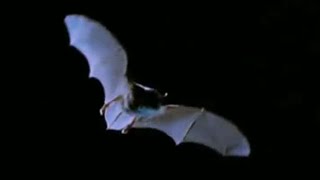 Bizarre Bat Moments  BBC Earth [upl. by Swithbart]