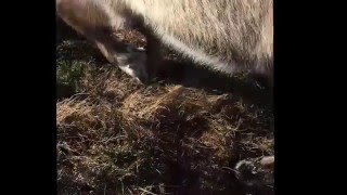 How Reindeer Use Sound To Communicate [upl. by Aynot319]