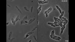 Exploding bacteria with penicillin [upl. by Kassaraba231]