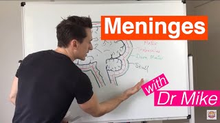 Meninges [upl. by Gerdi]