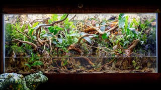 INCREDIBLE FireBellied Toad Island Paludarium with Waterfalls [upl. by Yeliah]