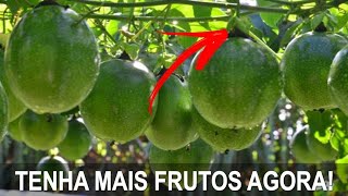 3° PODA DO MARACUJÁ  TENHA MAIS FRUTOS COM ESSA DICA [upl. by Annirak]