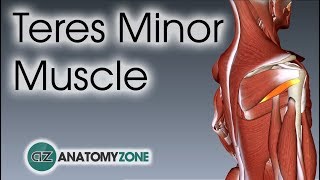 Teres Minor  Muscle Anatomy [upl. by Aitas]