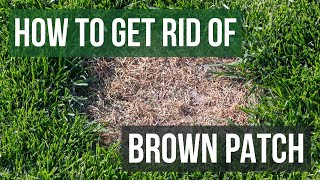 How to Get Rid of Brown Patch 4 Easy Steps [upl. by Amery]