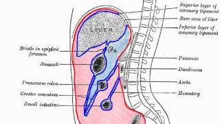 Peritoneal Cavity  Part 1  Anatomy Tutorial [upl. by Pernas983]