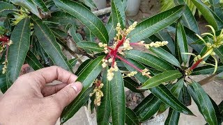 How to graft mango tree [upl. by Bibby]