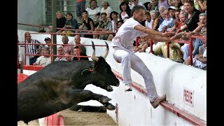 Toro bravo Camargués Montfrin Francia En este deporte nunca se mata ni daña al toro [upl. by Vilma]