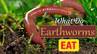 What Do Earthworms Eat How Do Earthworms Help The Soil [upl. by Aviva]