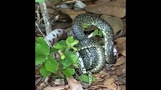 King snake vs copperhead Epic battle between snakes caught on video in Alabama [upl. by Lejeune]