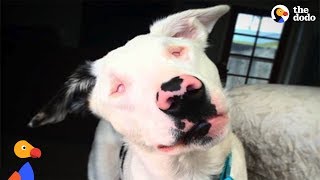 Abandoned Blind and Deaf Puppy Learns To Be a Dog Again With Loving Moms Help  The Dodo [upl. by Syned231]