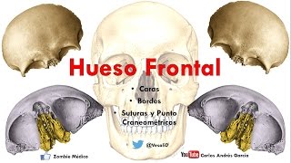 Anatomía  Hueso Frontal Caras Bordes Puntos Craneométricos [upl. by Lazaruk293]