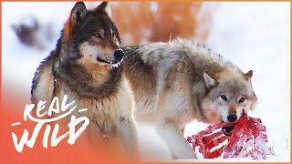 The Wild Wolves Of Yellowstone  The War Of The Wolf Packs Part 2  White Wolf  Real Wild [upl. by Emiaj]