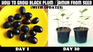 How to Grow Black Plum  Jamun From Seeds  with updates [upl. by Rochus]