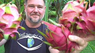 8 Tips How to Get MORE Dragon Fruit Pitaya [upl. by Boylston]