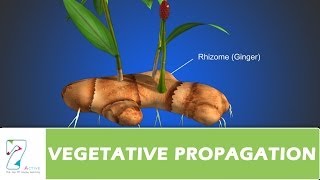 VEGETATIVE PROPAGATION [upl. by Gnal337]