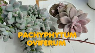 Pachyphytum Oviferum Todos sus cuidados [upl. by Aisatna202]