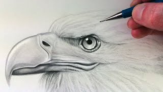 How to Draw an Eagle Head [upl. by Anayhd]