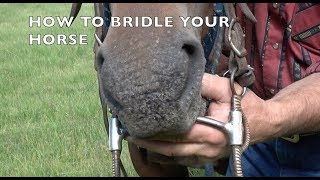 How to Bridle a Horse [upl. by Anadal409]