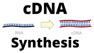 cDNA Synthesis Protocol by Reverse Transcription [upl. by Inor766]