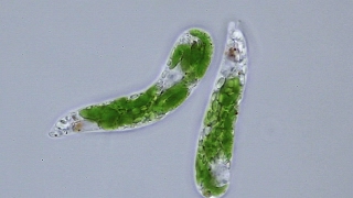 Euglena [upl. by Laine]