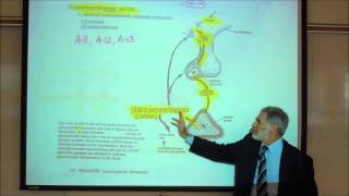 ADRENOCORTICOTROPIN ACTH amp THE REGULATION OF CORTISOL by Professor Fink [upl. by Einnus]