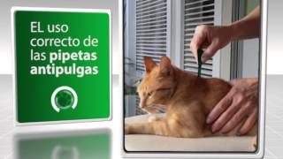 Como utilizar correctamente una pipeta antipulgas VETv 16 03 14 [upl. by Seow]