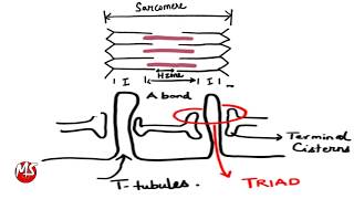 Cardiac Muscle Contraction  Structural organization [upl. by Aisyat653]