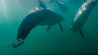 Dolphins Fight Off Shark  BBC Earth [upl. by Archy]