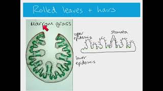 AS Biology  xerophytes [upl. by Inman]