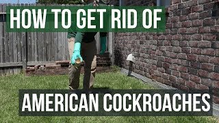 How to Get Rid of American Cockroaches 4 Easy Steps [upl. by Arihk]