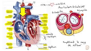 Overview of Heart Anatomy Tutorial [upl. by Holds]