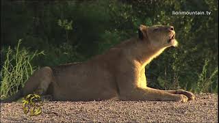 Listen to a Lioness Roaring in Sabi Sand  Big Cats [upl. by Ridglee]