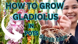 HOW TO GROW GLADIOLUS IN POTS  QUICK amp EASY [upl. by Macdougall]