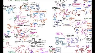 Lipoproteínas Plasmáticas Generalidades y Quilomicrones [upl. by Nnoj]