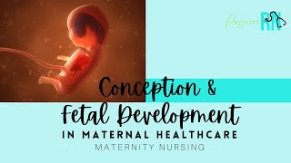 Conception amp Fetal Development  Maternity Nursing  FREE Study Guide [upl. by Caughey63]