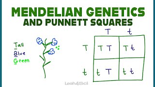 Punnett Squares and Mendelian Genetics Part 1 [upl. by Valleau]