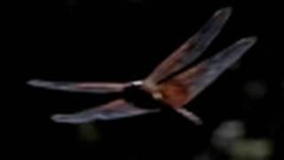 DRAGONFLY HUNTING Slow Motion 300 fps Casio Exilim EXF1 [upl. by Adiasteb]