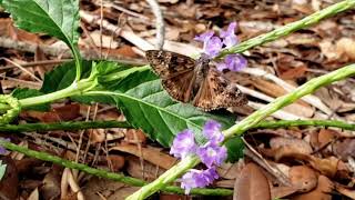 Wildflower moment Blue porterweed [upl. by Koziel548]